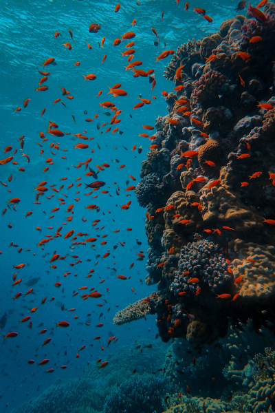 The Great Barrier Reef in Australia