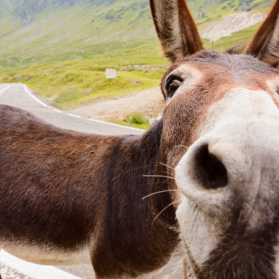 Chapel Time – Balaam and The Donkey – Listen to God! His way is BEST!