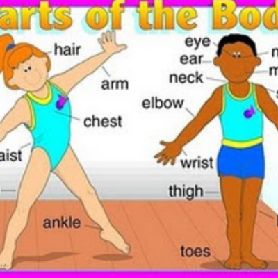 English Lesson – Parts of the Body