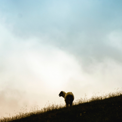 The Good Shepherd – Lost Sheep